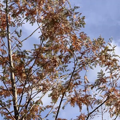 Hochstamm 25-30 HP24-38 1845 - Chinesisches Rotholz - Metasequoia glyptostroboides - Collection