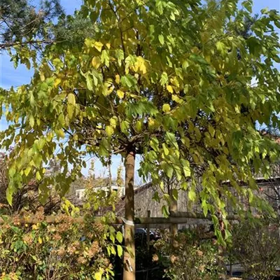 Hochstamm 45-50 23/24-6E 4200 - Platanenblättr.Maulbeerbaum - Morus platanifolia - Collection