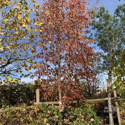 Solitär 600-650 24-1246 4530 - Wald-Tupelobaum - Nyssa sylvatica - Collection