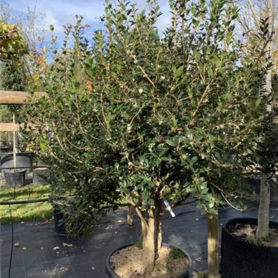 Solitär VK24-029 1490 - Stachelblättrige Duftblüte - Osmanthus heterophyllus - Collection