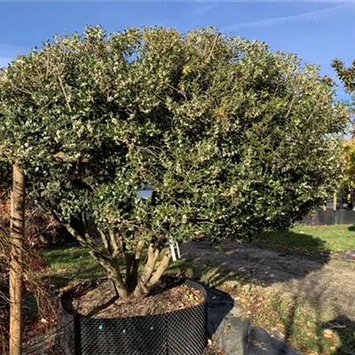 Schirmform 25-167 3700 - Stachelblättrige Duftblüte - Osmanthus heterophyllus - Collection