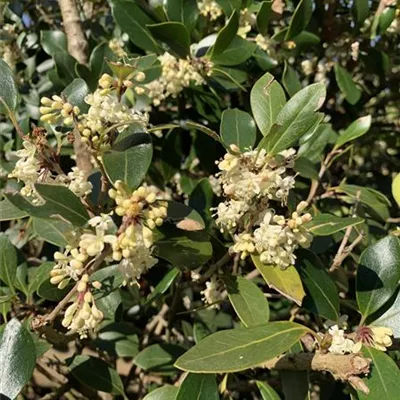 Schirmform 25-167 3700 - Stachelblättrige Duftblüte - Osmanthus heterophyllus - Collection