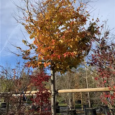 Hochstamm 35-40 23-1A 3400 - Eisenbaum - Parrotia persica - Collection