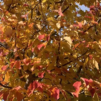 Hochstamm 35-40 23-1A 3400 - Eisenbaum - Parrotia persica - Collection