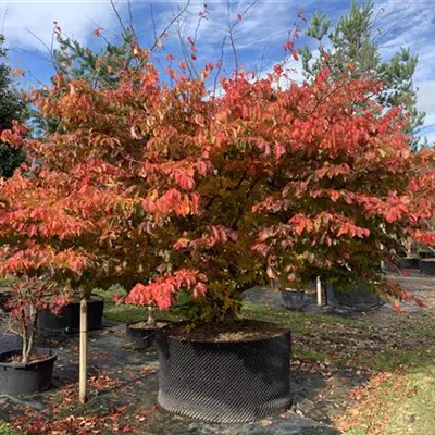 Solitär 300-400 x 300-350 23-86A 4500 Stammschaden - Eisenbaum - Parrotia persica - Collection