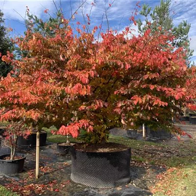 Solitär 300-400 x 300-350 23-86A 4500 Stammschaden - Eisenbaum - Parrotia persica - Collection