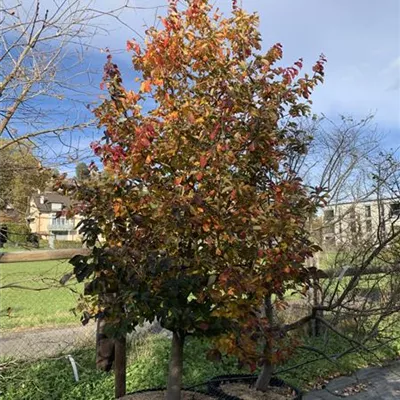 einstämmig 150-200 x 300-350 24-C10 2390 - Eisenbaum - Parrotia persica - Collection