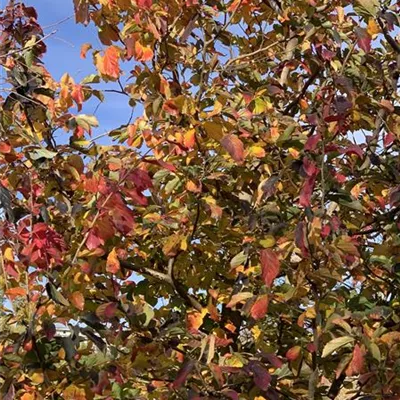 einstämmig 150-200 x 300-350 24-C10 2390 - Eisenbaum - Parrotia persica - Collection