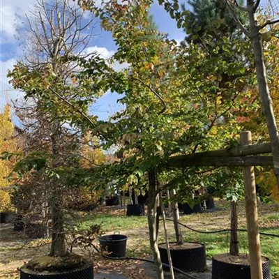 Charakterbaum einstämmig 150-200 x 175-200 24-C31 890 - Eisenbaum - Parrotia persica - Collection