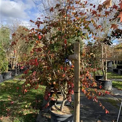 Schirmform 250-300 VP24-8029 2397 - Eisenbaum - Parrotia persica - Collection
