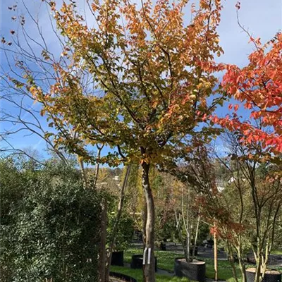Charakterbaum 25-537 3750 - Eisenbaum - Parrotia persica - Collection