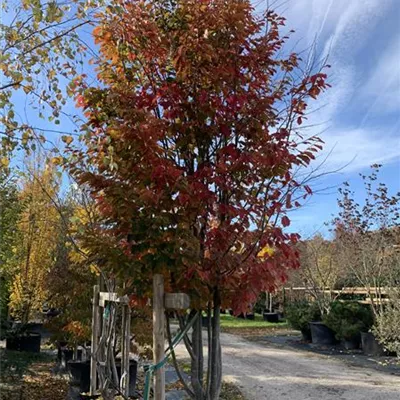 Schirmform 150-200 x 300-350 23-93C 3100 - Eisenbaum 'Vanessa' - Parrotia persica 'Vanessa' - Collection