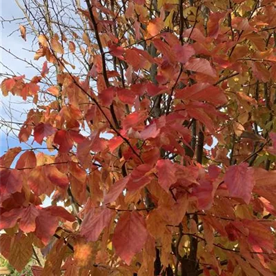 Schirmform 150-200 x 300-350 23-93C 3100 - Eisenbaum 'Vanessa' - Parrotia persica 'Vanessa' - Collection