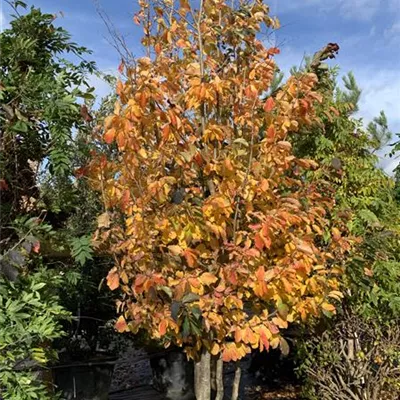 Schirmform 250-275 VP24-8022 2397 - Eisenbaum 'Vanessa' - Parrotia persica 'Vanessa' - Collection