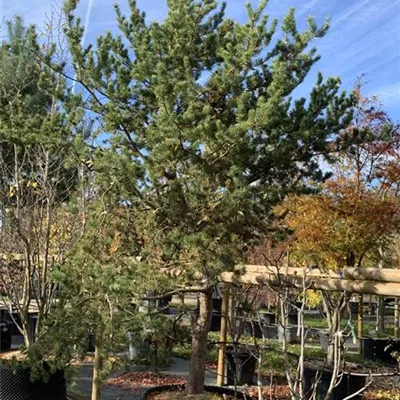 Charakterbaum 24/25 5550 - Strauchkiefer - Pinus banksiana - Collection