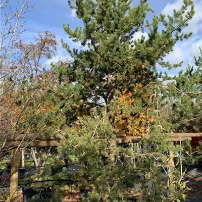 Charakterbaum 24/25 5550 - Strauchkiefer - Pinus banksiana - Collection