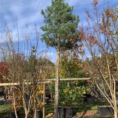 Hochstamm 30 - 35 25-625 2816 - Kiefer - Pinus sylvestris - Collection