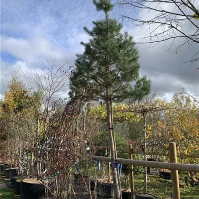 Hochstamm 30 - 35 25-626 2816 - Kiefer - Pinus sylvestris - Collection