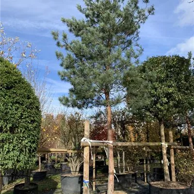 Hochstamm 40-45 24-1250 3700 - Wald-Kiefer 'Glauca' - Pinus sylvestris 'Glauca' - Collection
