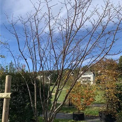 Schirmform HP23-73 2150 - Scharlachkirsche 'Rancho' - Prunus 'Rancho' - Collection