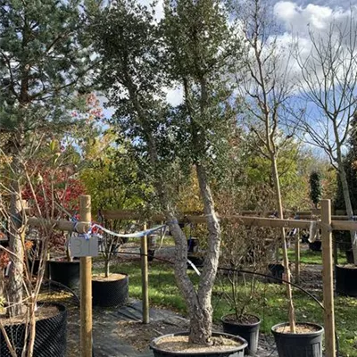 Solitär 450-500 24-2019 3145 - Kork-Eiche - Quercus suber - Collection