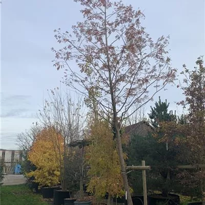 Hochstamm 25-30 HP24-38 1845 - Chinesisches Rotholz - Metasequoia glyptostroboides - Collection