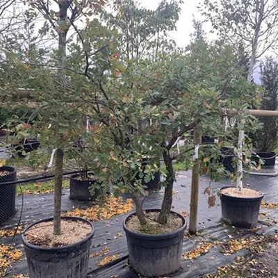 Solitär 25-309 2450 - Flaumeiche - Quercus pubescens - Collection