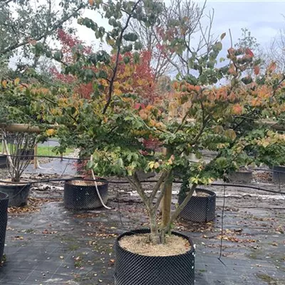 Schirmform 25-253 2950 - Eisenbaum - Parrotia persica - Collection