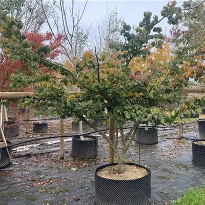 Schirmform 25-253 2950 - Eisenbaum - Parrotia persica - Collection