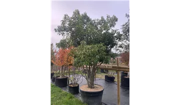 Bauer Baumschulen AG