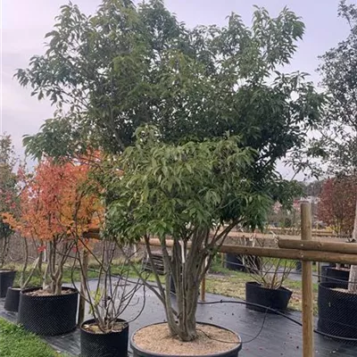 Schirmform 25-581 2250 - Chinesische Myrteneiche - Quercus myrsinifolia - Collection