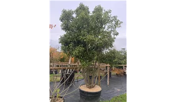 Bauer Baumschulen AG