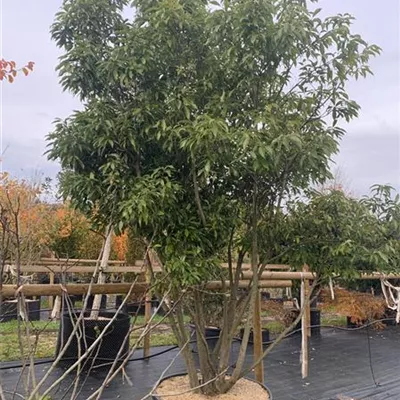 Schirmform 25-581 2250 - Chinesische Myrteneiche - Quercus myrsinifolia - Collection