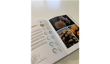 Bauer Baumschulen AG