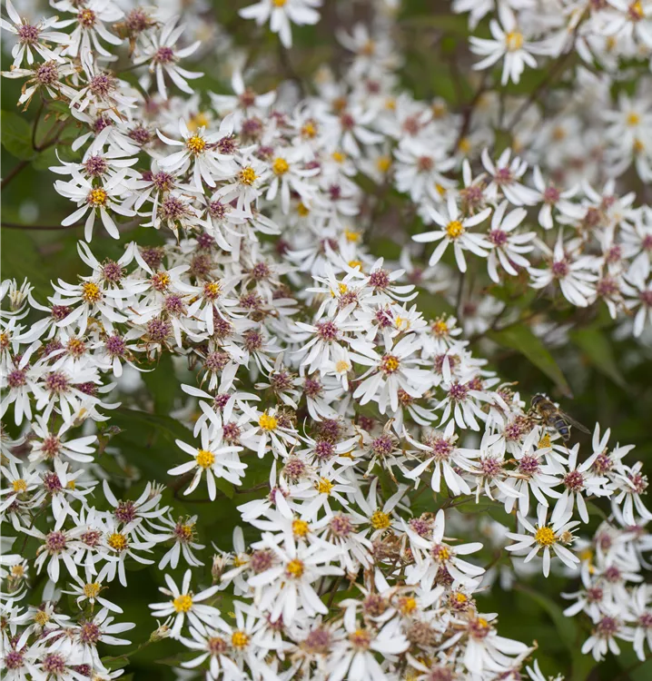 Aster divaricatus 'Tradescant'
