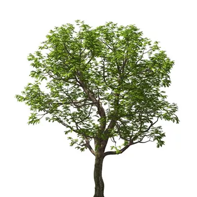 Hochstamm im Container 12 - 14cm - Pekannuss - Carya illinoinensis