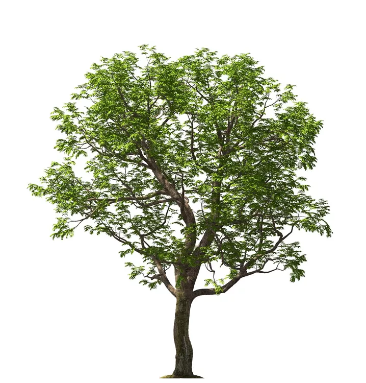 Carya illinoinensis