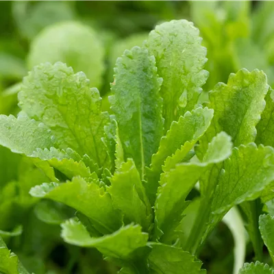 Topfgrösse 1 Liter - Kugeldistel 'Taplow Blue' - Echinops bannaticus 'Taplow Blue'