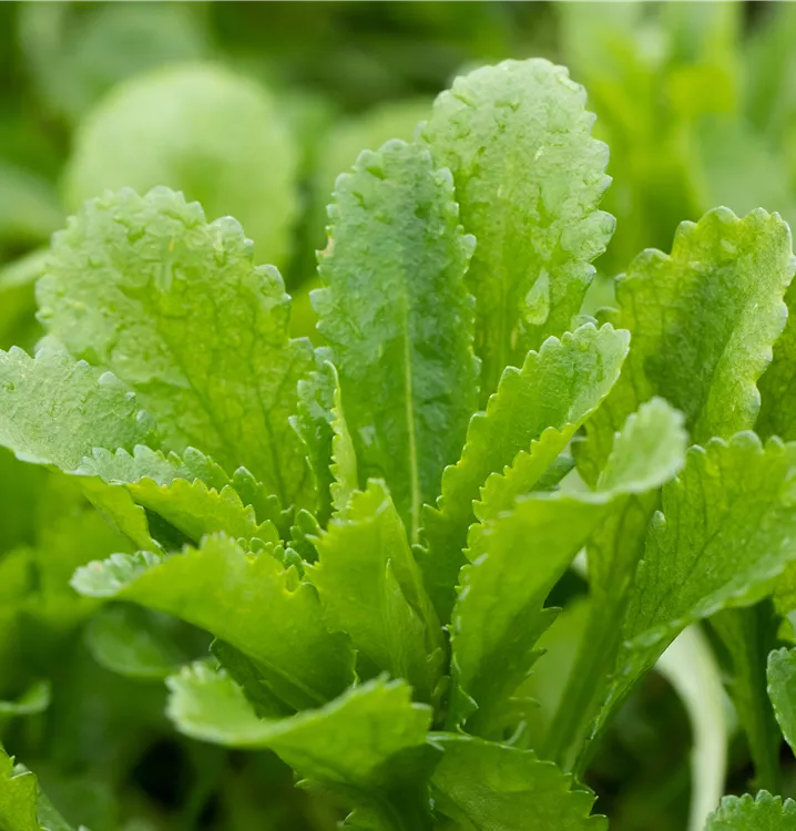 Echinops bannaticus 'Taplow Blue'