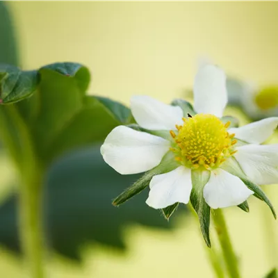 Topfgrösse 0.5 Liter - Erdbeere 'Elan' - Fragaria x ananassa 'Elan'