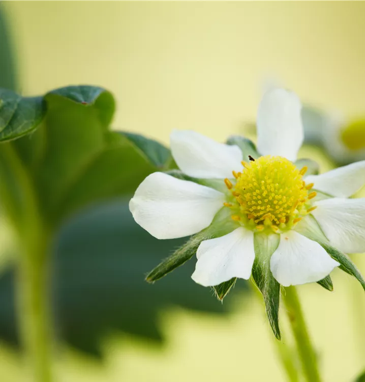 Fragaria x ananassa 'Elan'