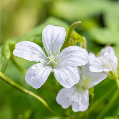 Topfgrösse 0.5 Liter - Knotiger Storchschnabel 'Silverwood - Geranium nodosum 'Silverwood'