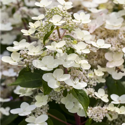 Topfgrösse 7 Liter - Rispenhortensie 'Dharuma' - Hydrangea paniculata 'Dharuma'