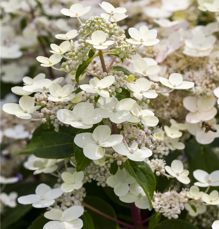 Hydrangea paniculata 'Dharuma'