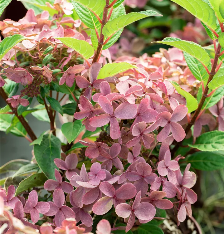 Hydrangea paniculata 'Polestar'®