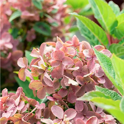 Topfgrösse 7 Liter - Rispenhortensie 'Polestar'® - Hydrangea paniculata 'Polestar'®