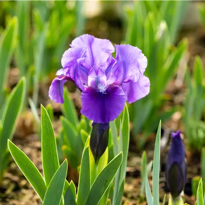 Topfgrösse 1 Liter - Zwergige Schwertlilie 'Truly' - Iris (Pumila-Gruppe) 'Truly'