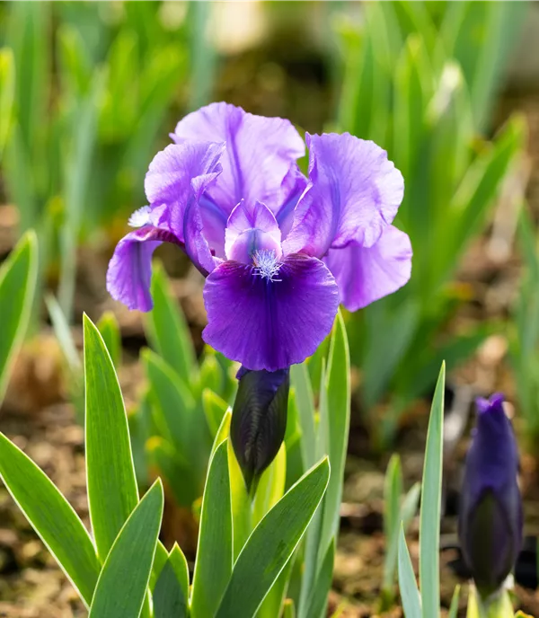Iris (Pumila-Gruppe) 'Truly'