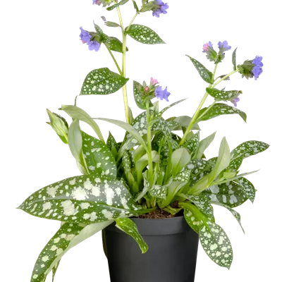 Topfgrösse 0.5 Liter - Echtes Lungenkraut - Pulmonaria officinalis
