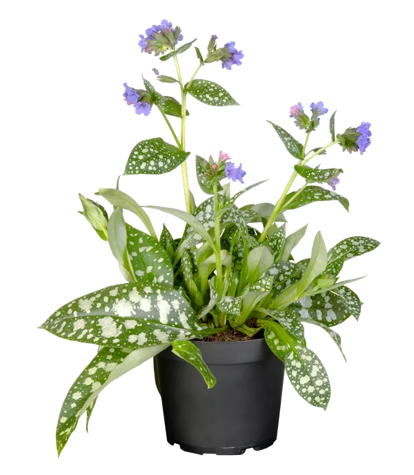 Pulmonaria officinalis